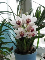 орхидея в горшке – лучшее украшение дома