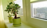 комнатные растения: аптека на вашем подоконнике